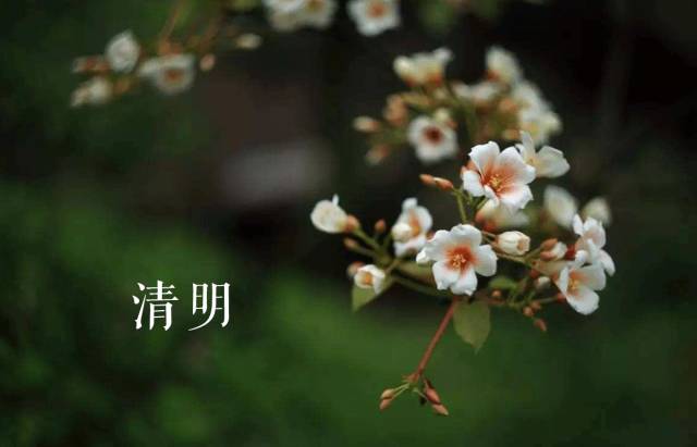 夜读 | 等闲春过三分二 凭伏桐花报与知