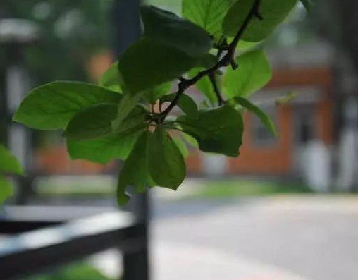 【交院印象】夏日艳阳里再带你转一圈zhan们的校园